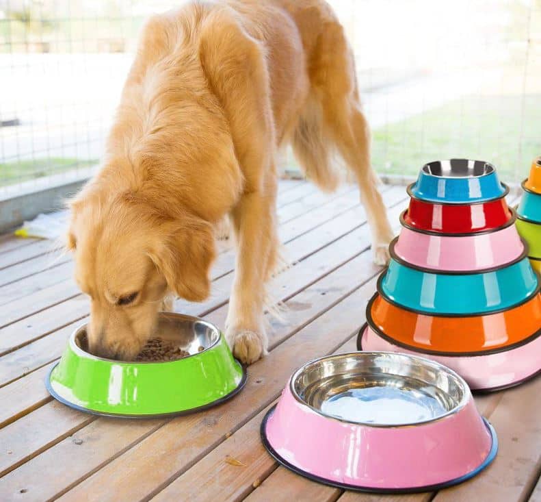Gamelle pour chien colorée en acier inoxydable Equipement et conseils canicross, canivtt