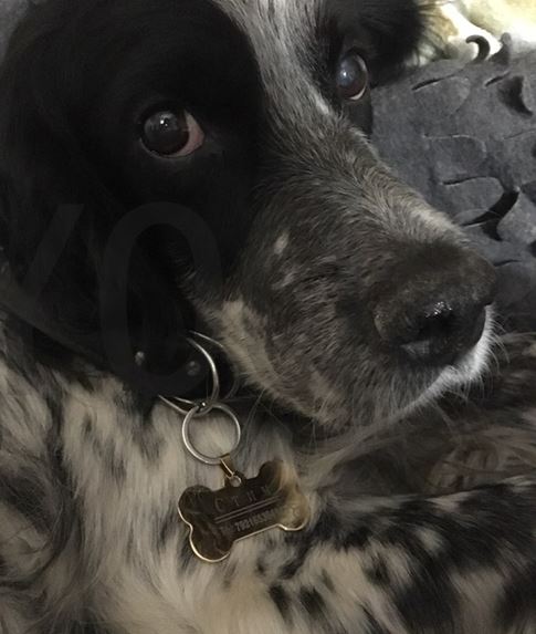 medaille chien os personnalise chien chasse