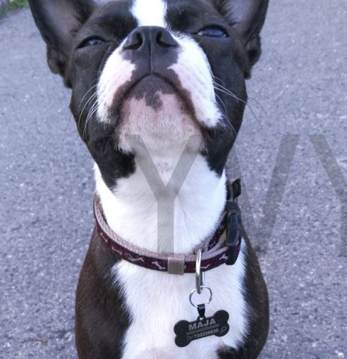medaille chien os personnalise temoignage