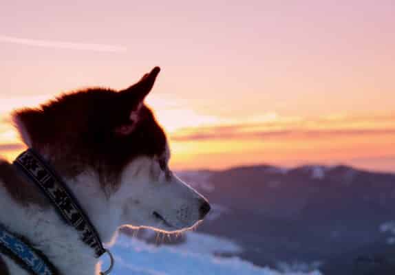 husky chocolat