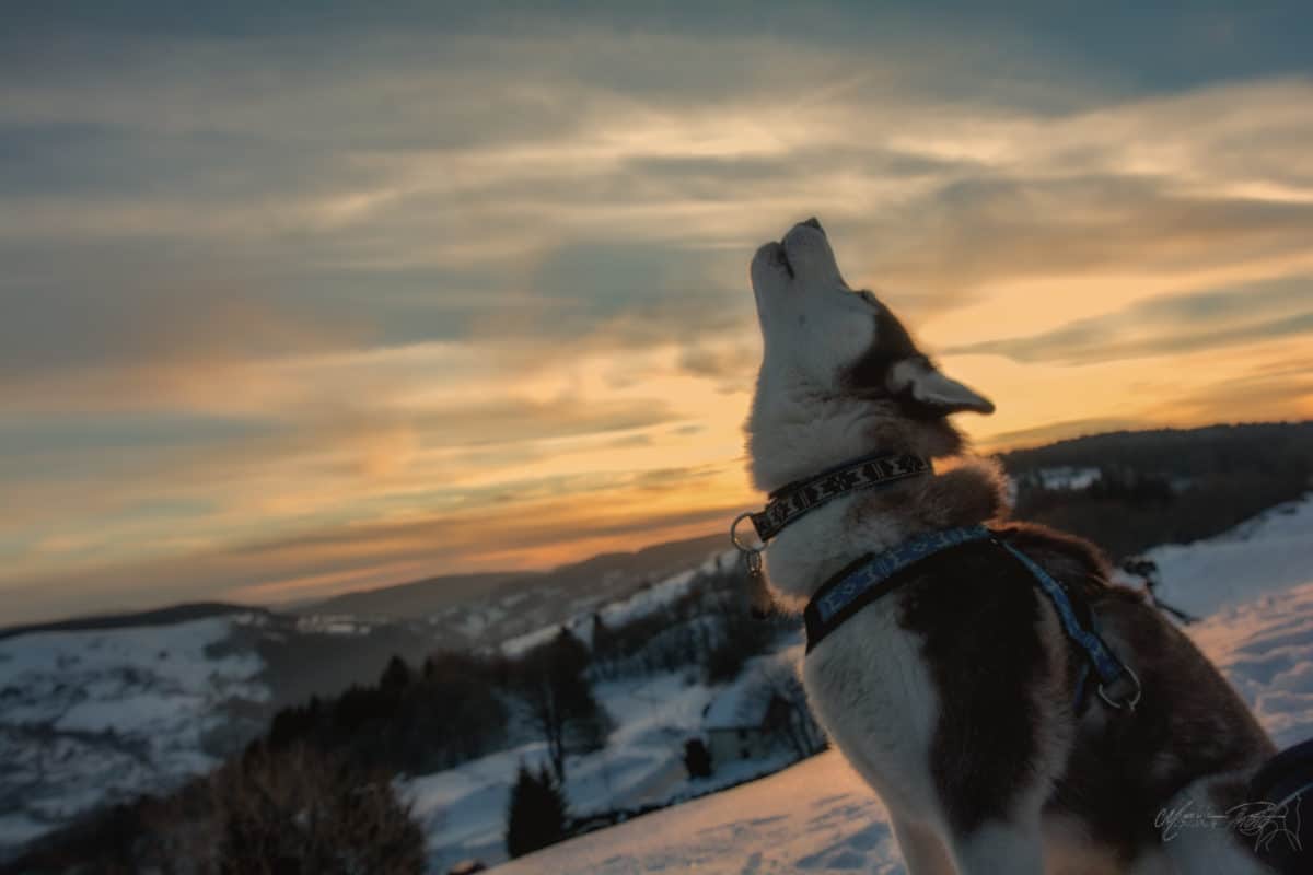 husky loup chocolat neige couché soleil