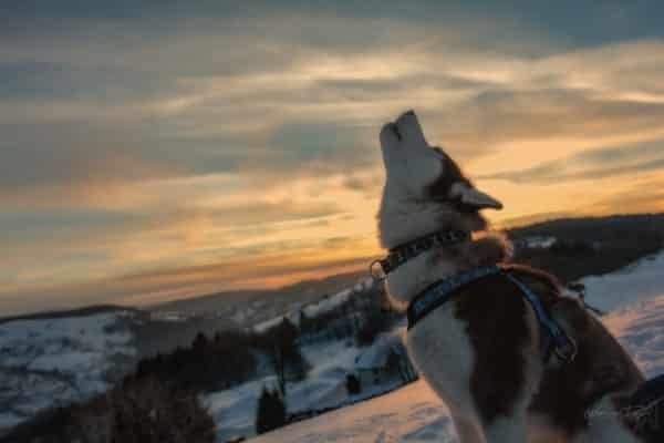 husky loup chocolat neige couché soleil