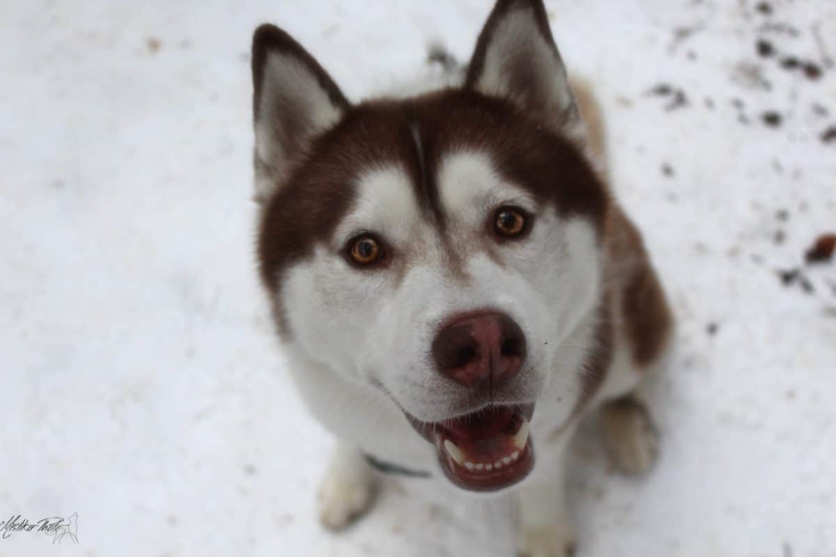 husky de siberie chocolat