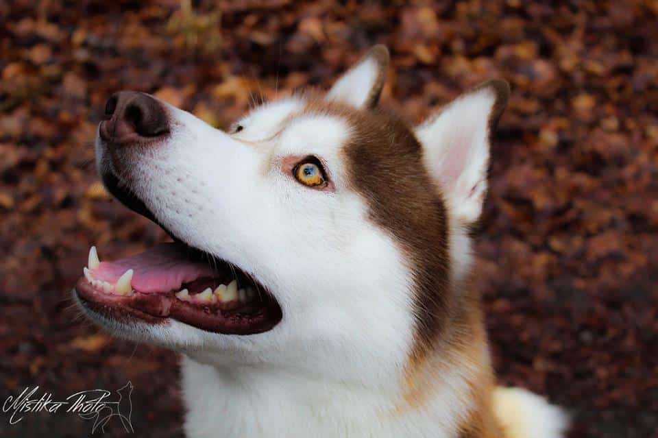 husky chocolat