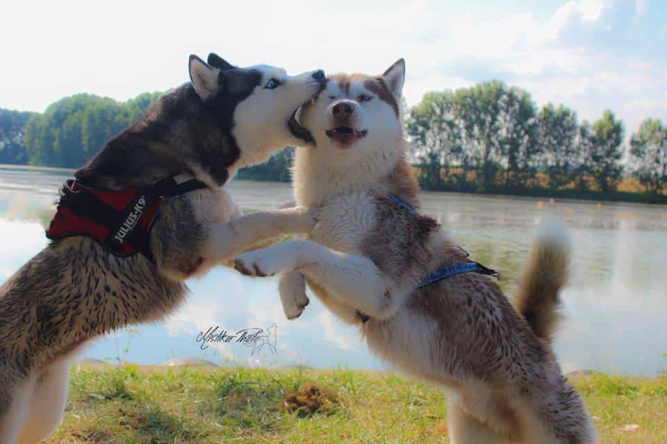 husky jeux