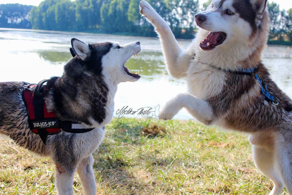 husky jeux