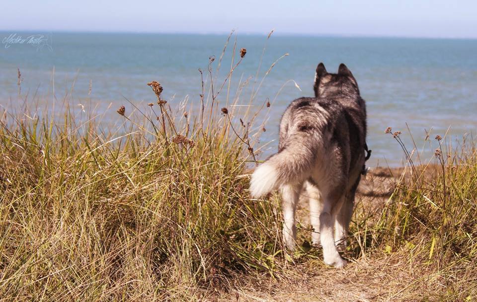 husky mer