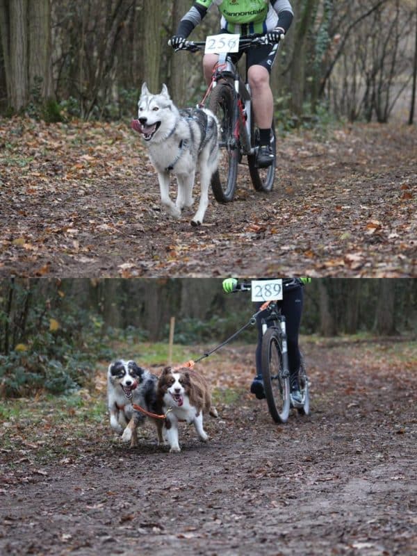 cani-trottinette