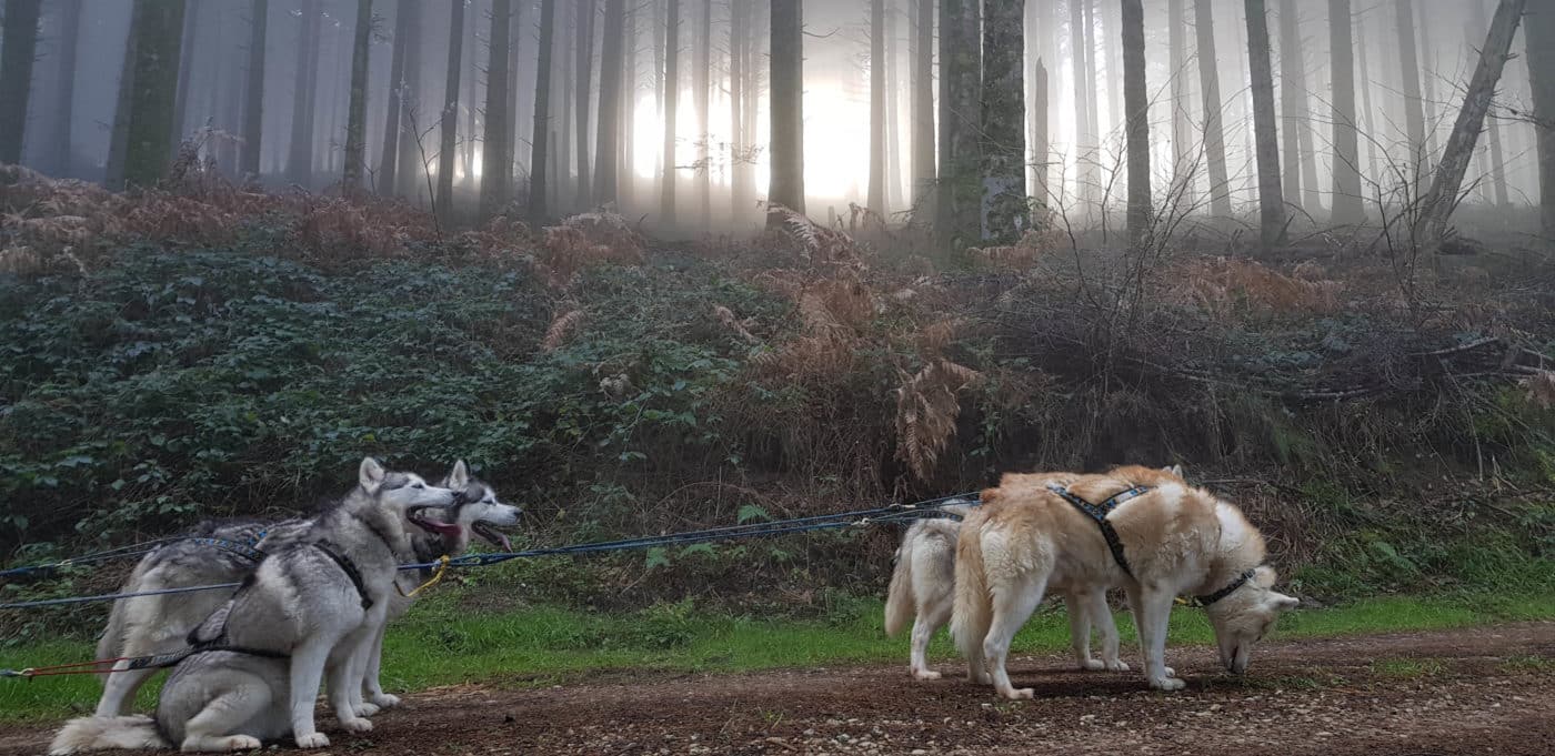 attelage canin en foret