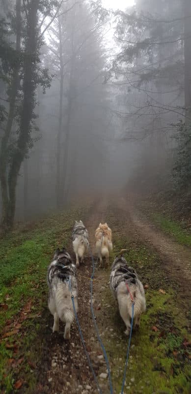 attelage canin entrainement chemin foret montagne noire