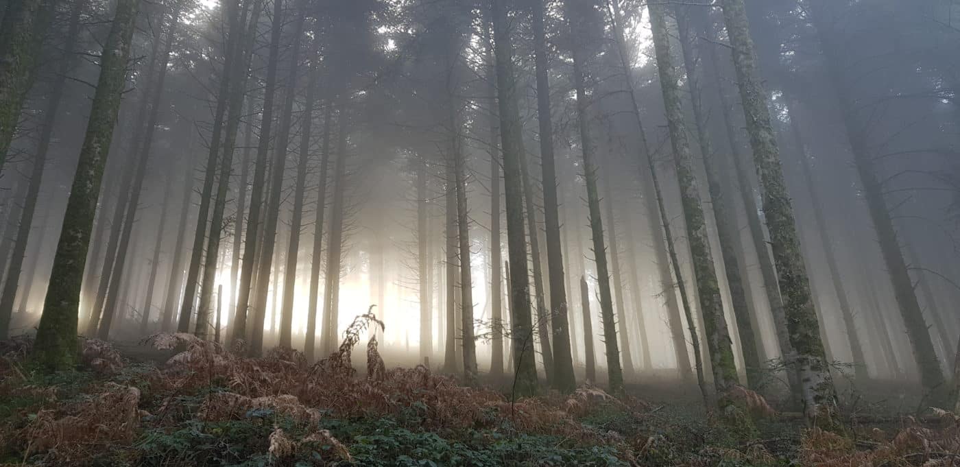 foret somptueuse montagne noire