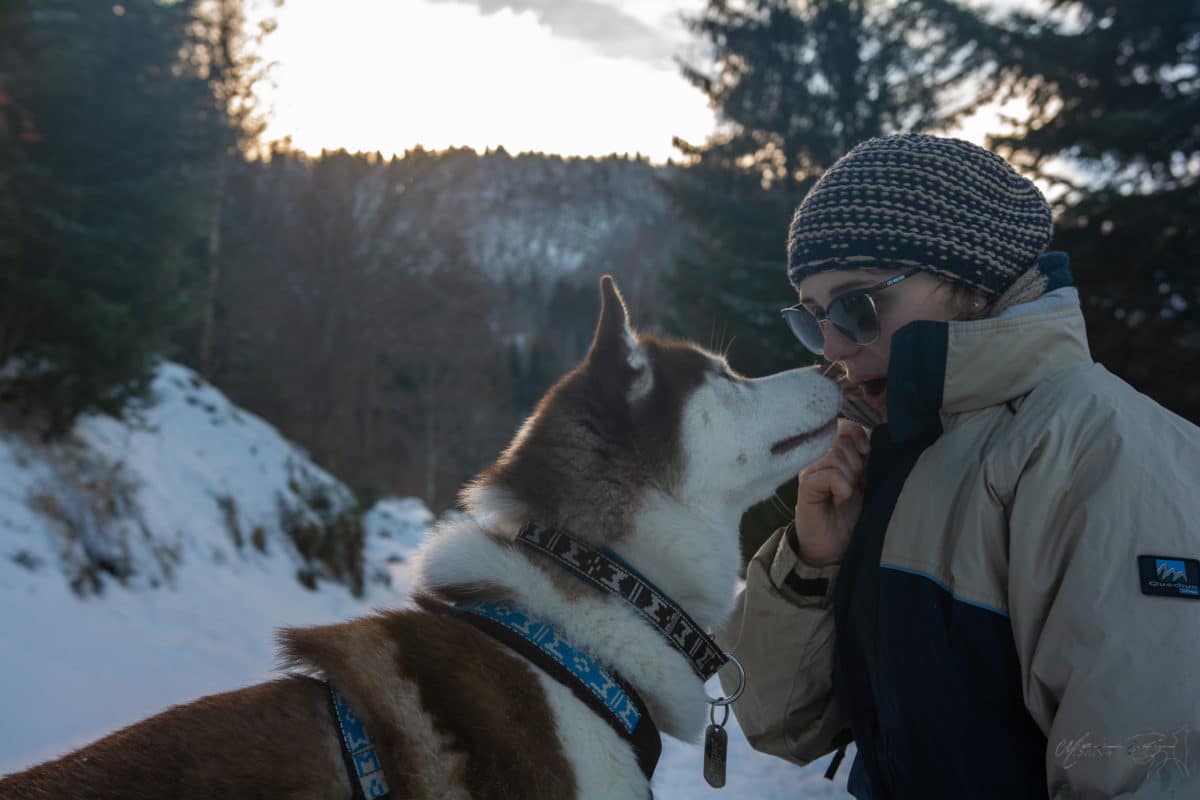 husky chocolat montagne