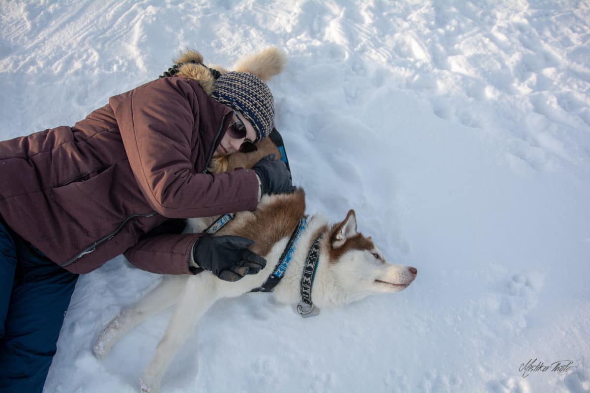 husky chocolat montagne