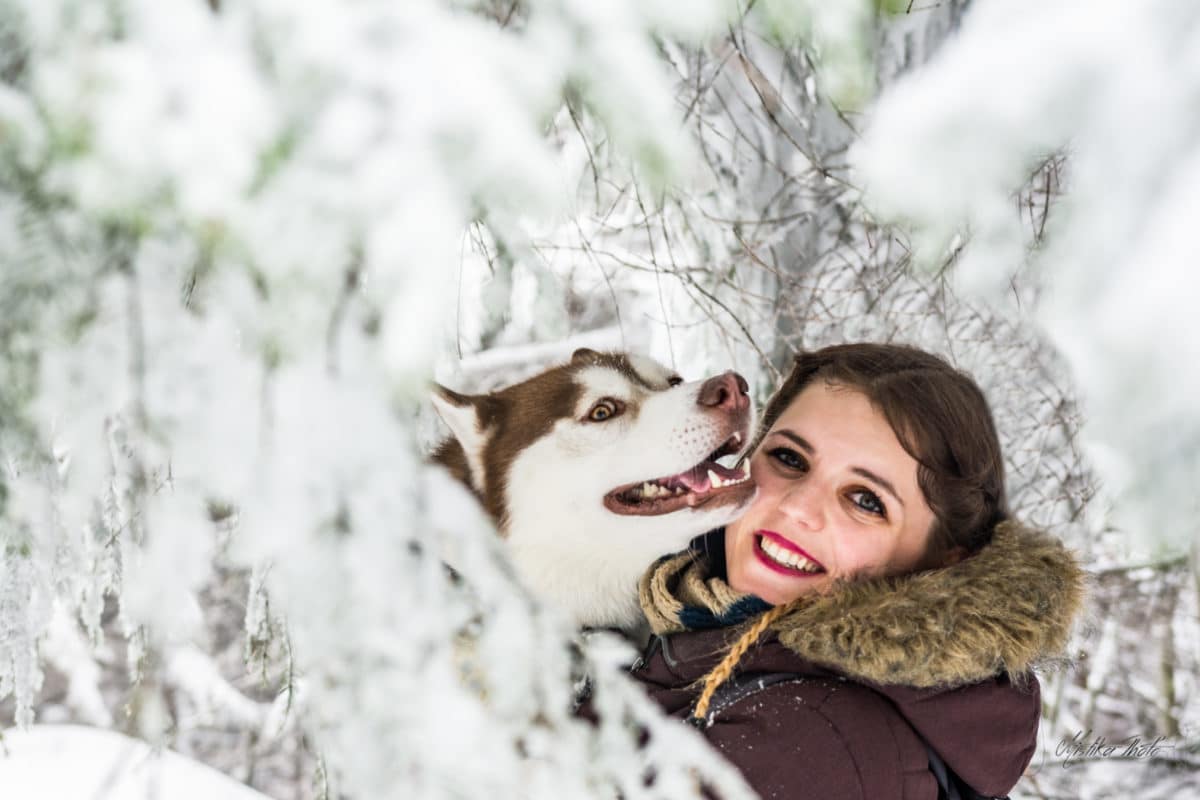 Taïko husky siberien chocolat