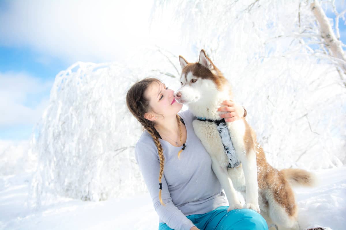 Taïko husky siberien chocolat