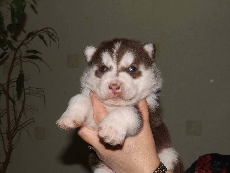 chiot husky chocolat