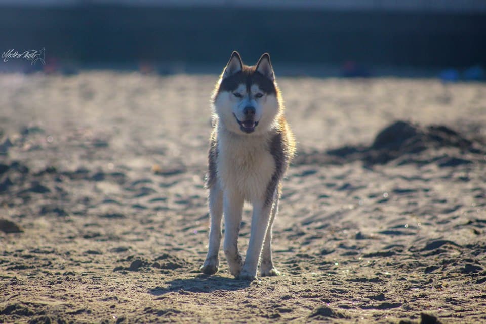 husky plage