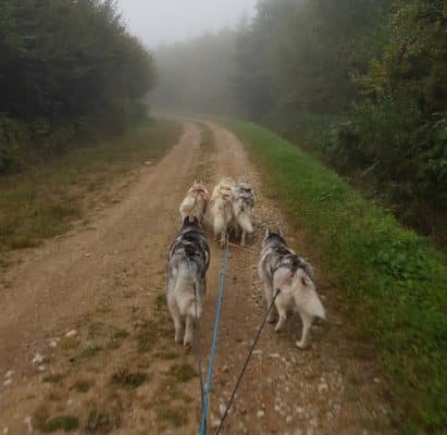 Attelage canin husky sibérien