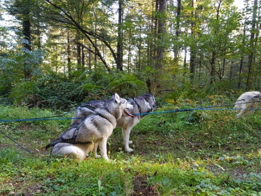 attelage canin ligne de trait casse chiens outdoor