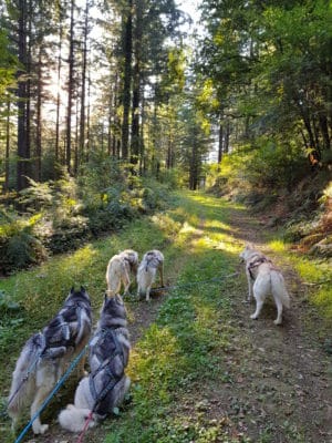 sport canin attelage chiens