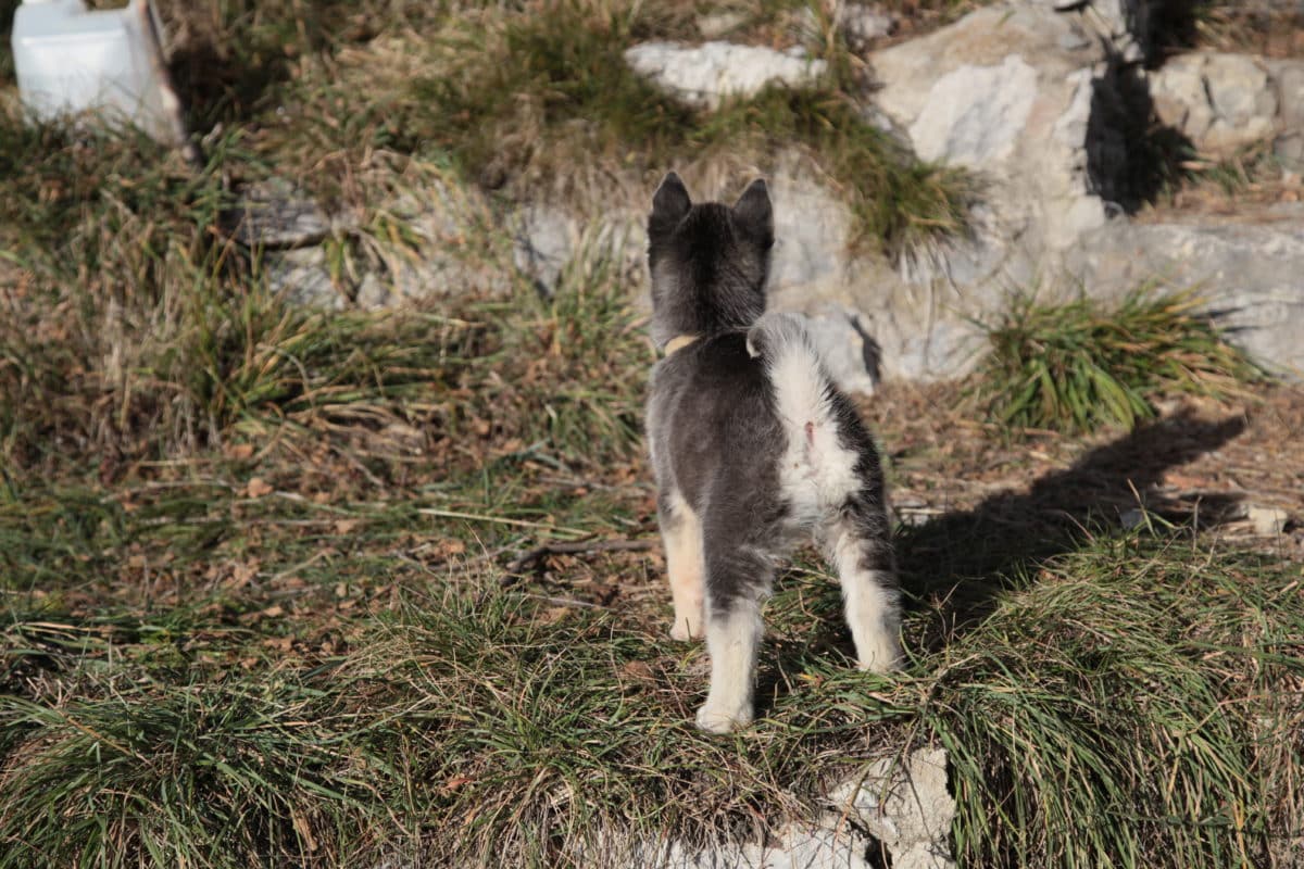 chiot petit cul courir energie