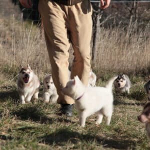 Apprendre le rappel à son chien