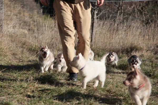 courir avec un chiot