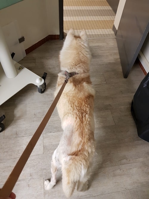 chien chez le veterinaire opetation patte