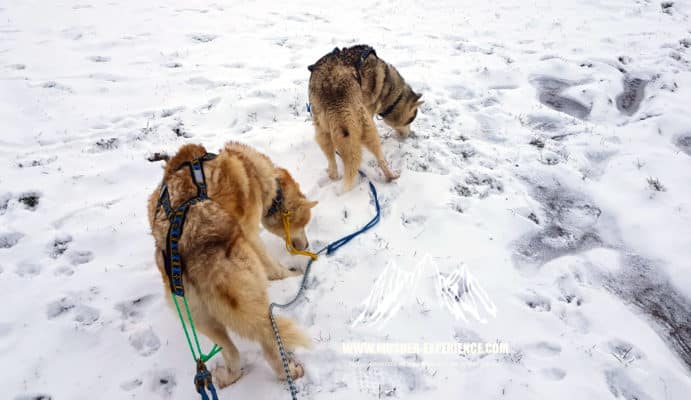 Mon chien mange la neige au lieu de courir