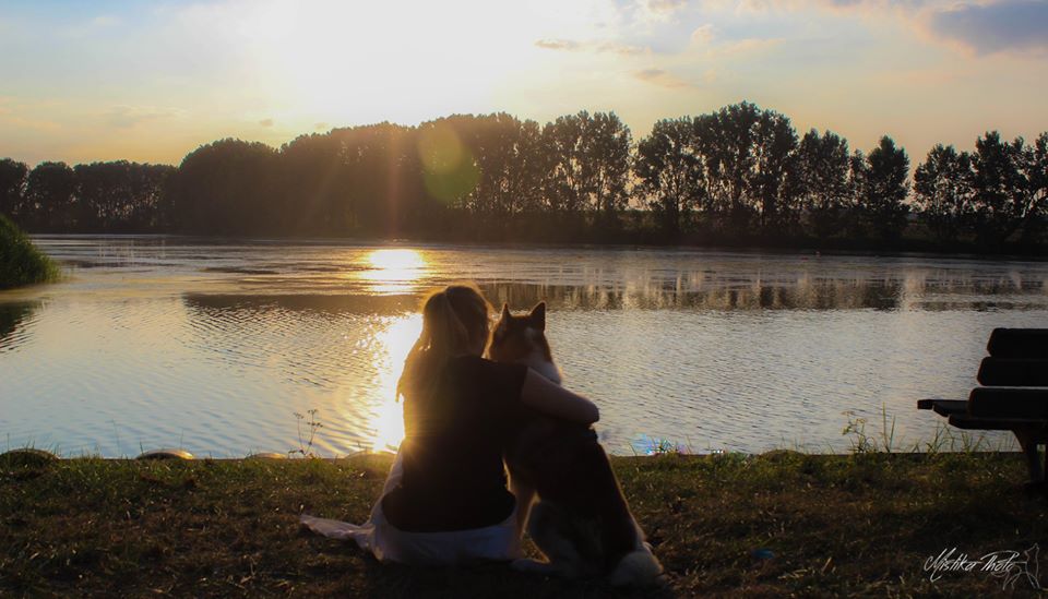 complicité husky coucher soleil