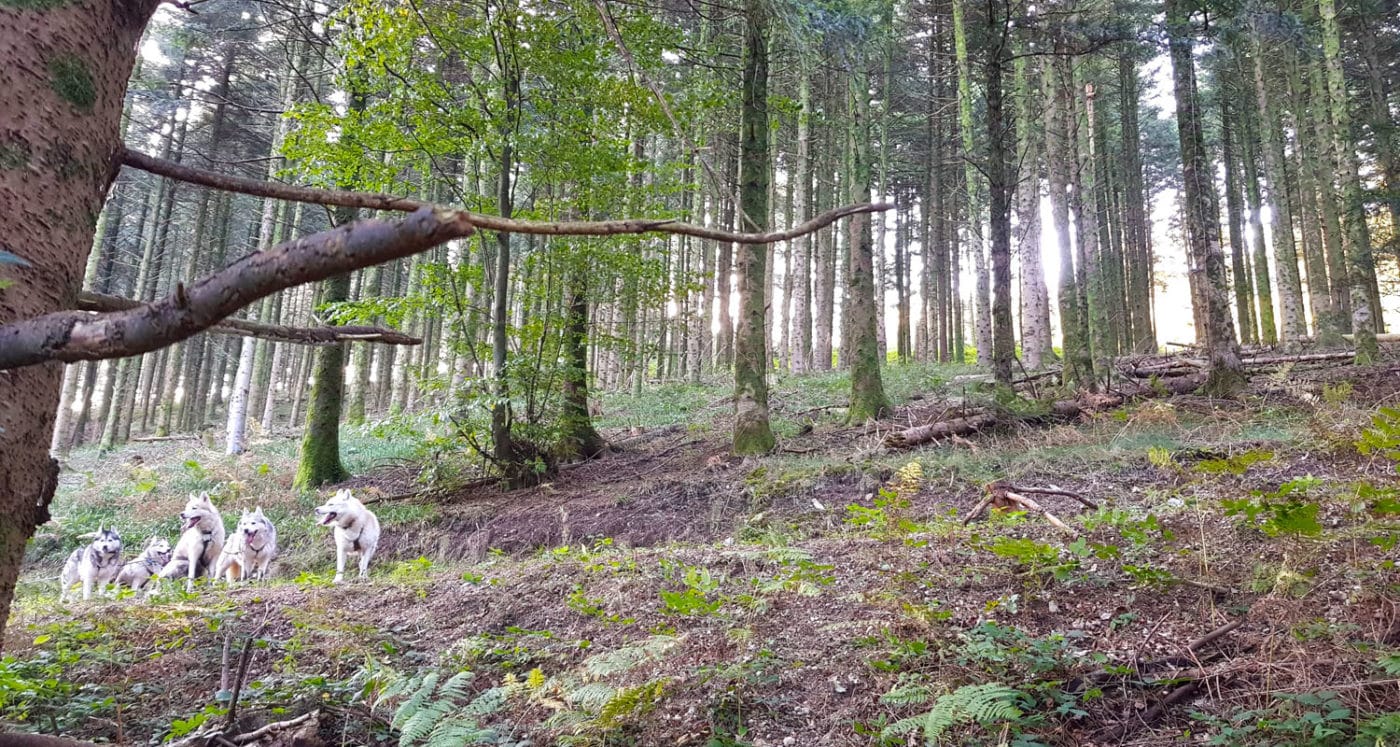 Arbre effondré en attelage canin faire face à la tempête