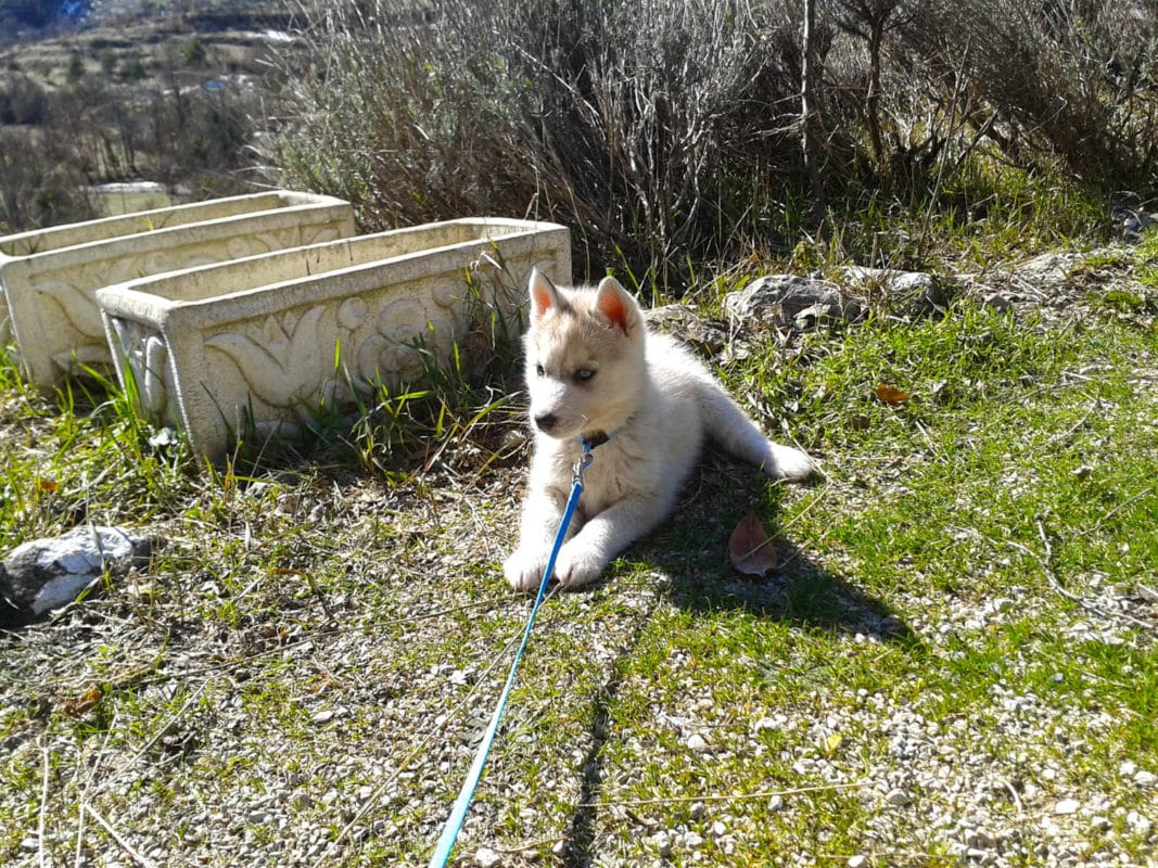 Canicross avec un chiot l'HORREUR! canicross âge chien