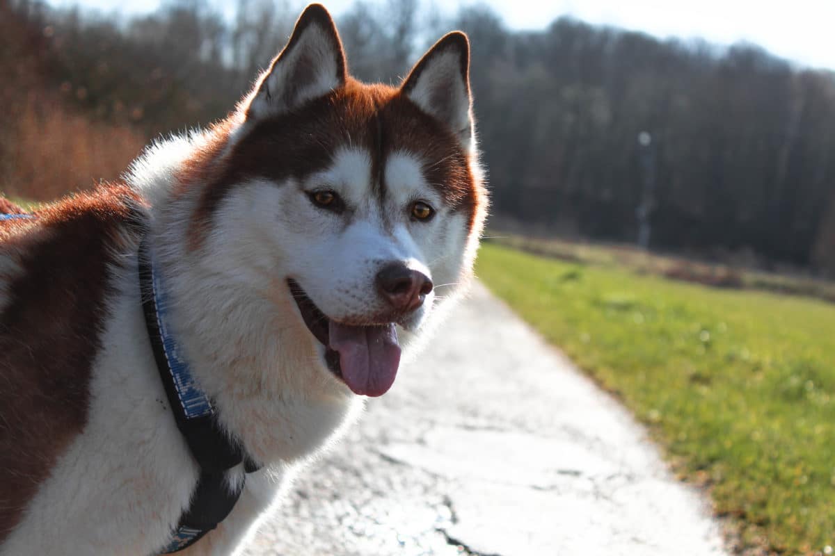 husky sibérien avec harnais court Manmat