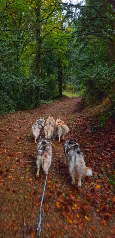 arbre effondre en attelage canin