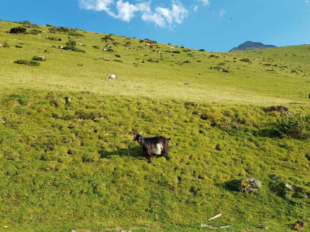 chien rencontre troupeau liberté paturage