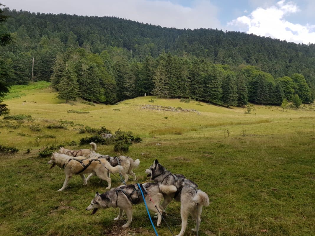 partir aventure avec ses chiens