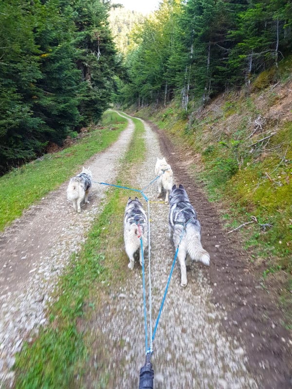 piste chemin attelage canin