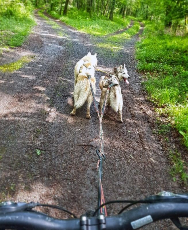 Test de la BARRE DE TRACTION CANI-VTT Trixie : 1ère fois