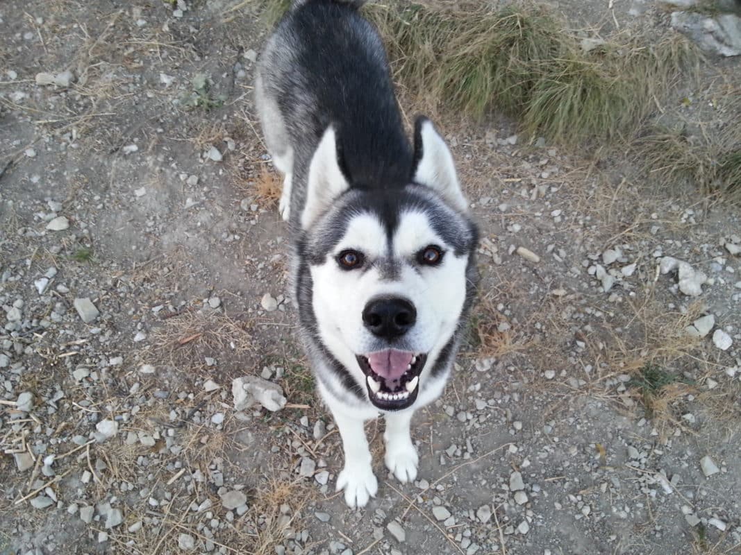 Mon jeune chien tire en laisse et a besoin de se dépenser