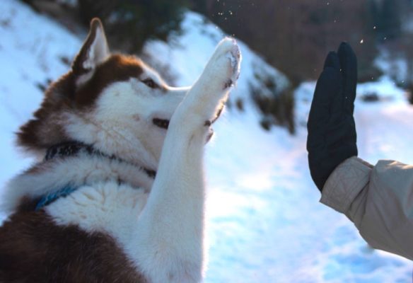 apprendre-les-directions-a-son-chien