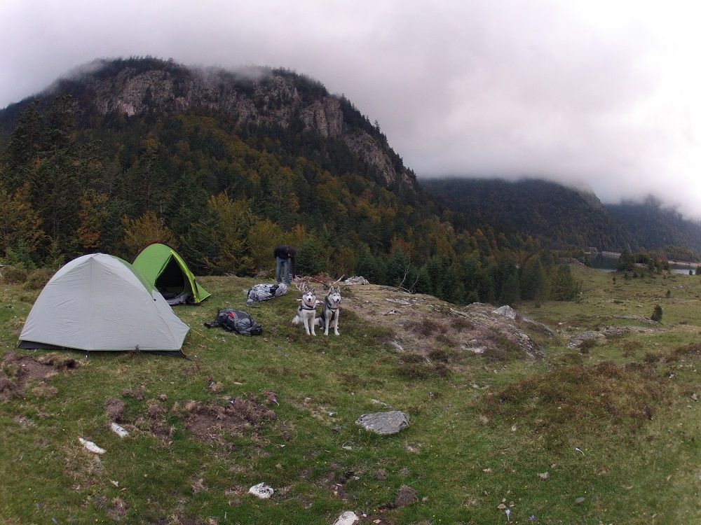 camping-sauvage-avec-chiens