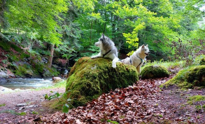 canirando hydratation chien cours eau