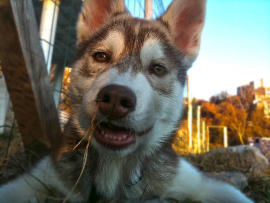 jeune chien a quel age acheter son premier harnais pour chien