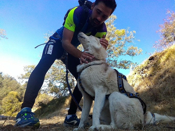 Canicross : Quel équipement pour courir avec votre chien ?