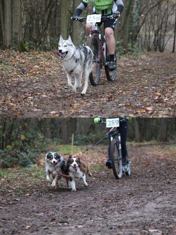 cani-vtt-ou-cani-trottinette-activite-sportive-avec-son-chien