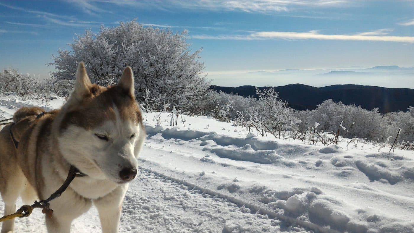 chien-traineau-musher-experience