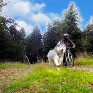 kit canivtt velo chien materiel meilleur equipement