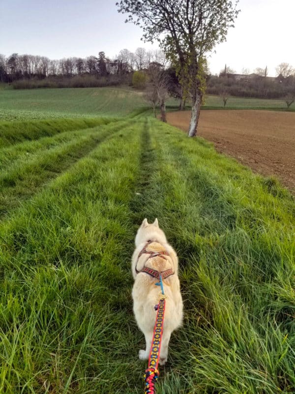 canicross cani rando ligne de trait harnais xback