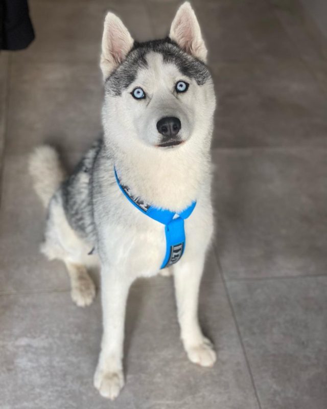 harnais court bleu - husky sibérien