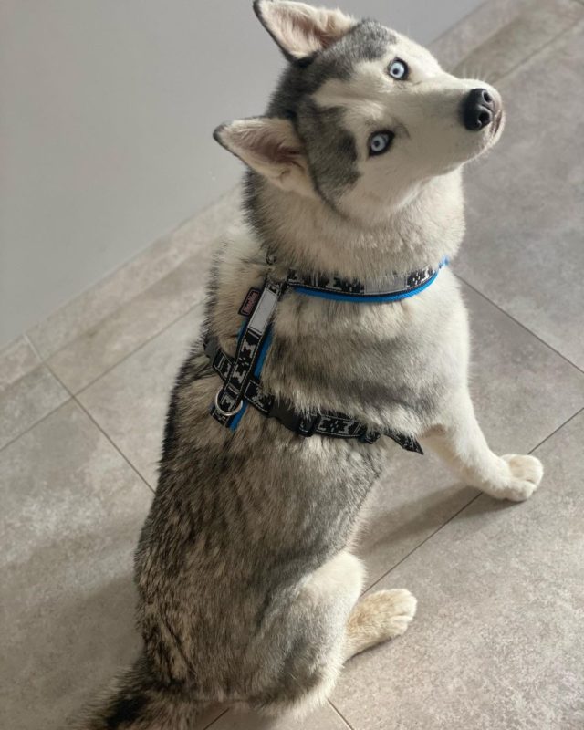 harnais court bleu - husky sibérien